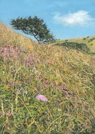 Castle Hill Nature reserve with rare chalkland flowers including scabious, thyme, birds foot trefoil in the South Downs National Park 