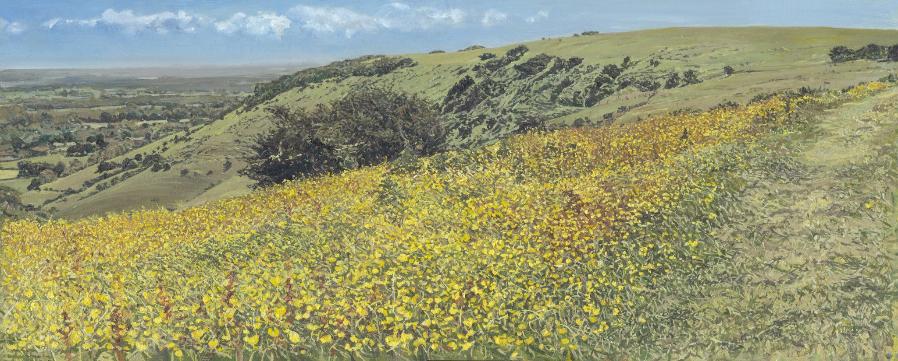 Buttercup flowers on the South Downs looking towards Ditchling Beacon by Sussex Landscape Artist Bonnita Apperley