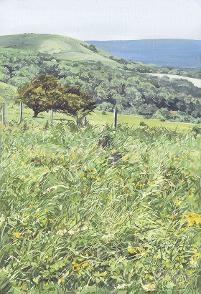 Windswept hawthorn tree, looking towards Fulking Hill, and beyond to Chanctonbury Ring, on the South Downs, in the South Downs National Park with wildflowers including bird's foot trefoil