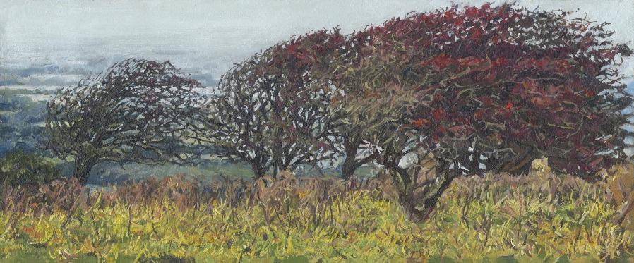 Windswept hawthorne Trees on the South Downs by Sussex landscape artist Bonnita Apperley